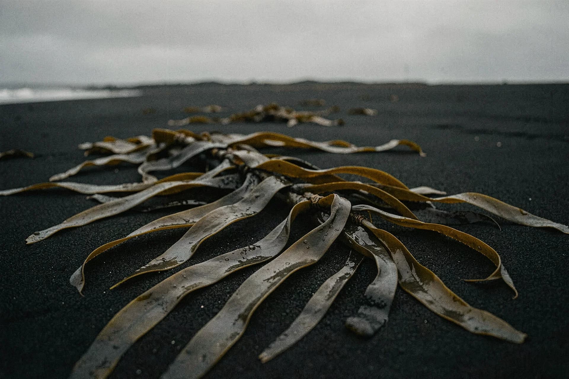 Aangespoelde kelpbladen op fijn zwart vulkaanzand