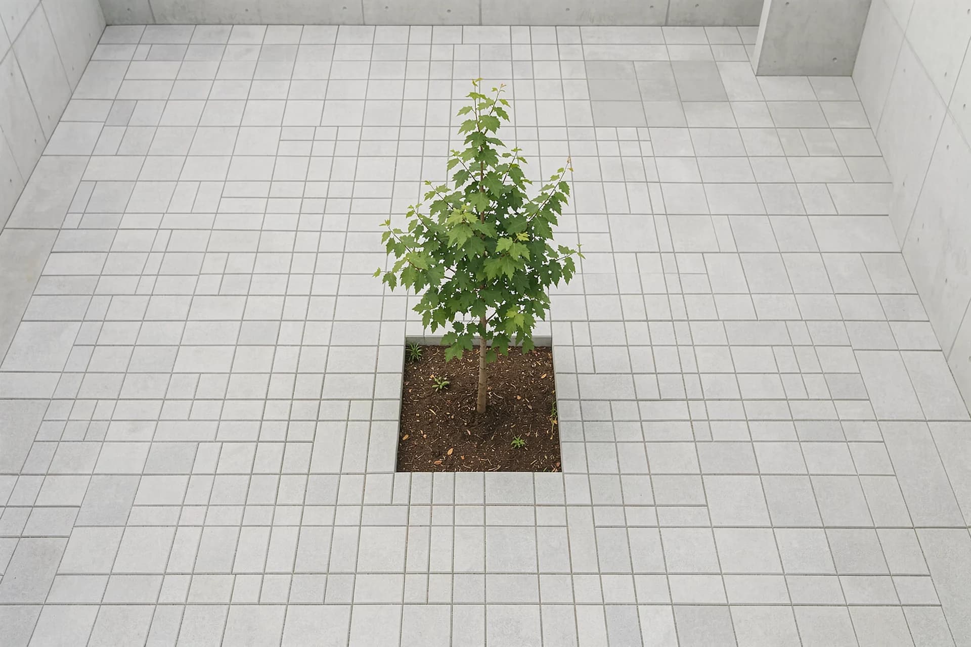 Binnenplaats van bovenaf met jonge boom