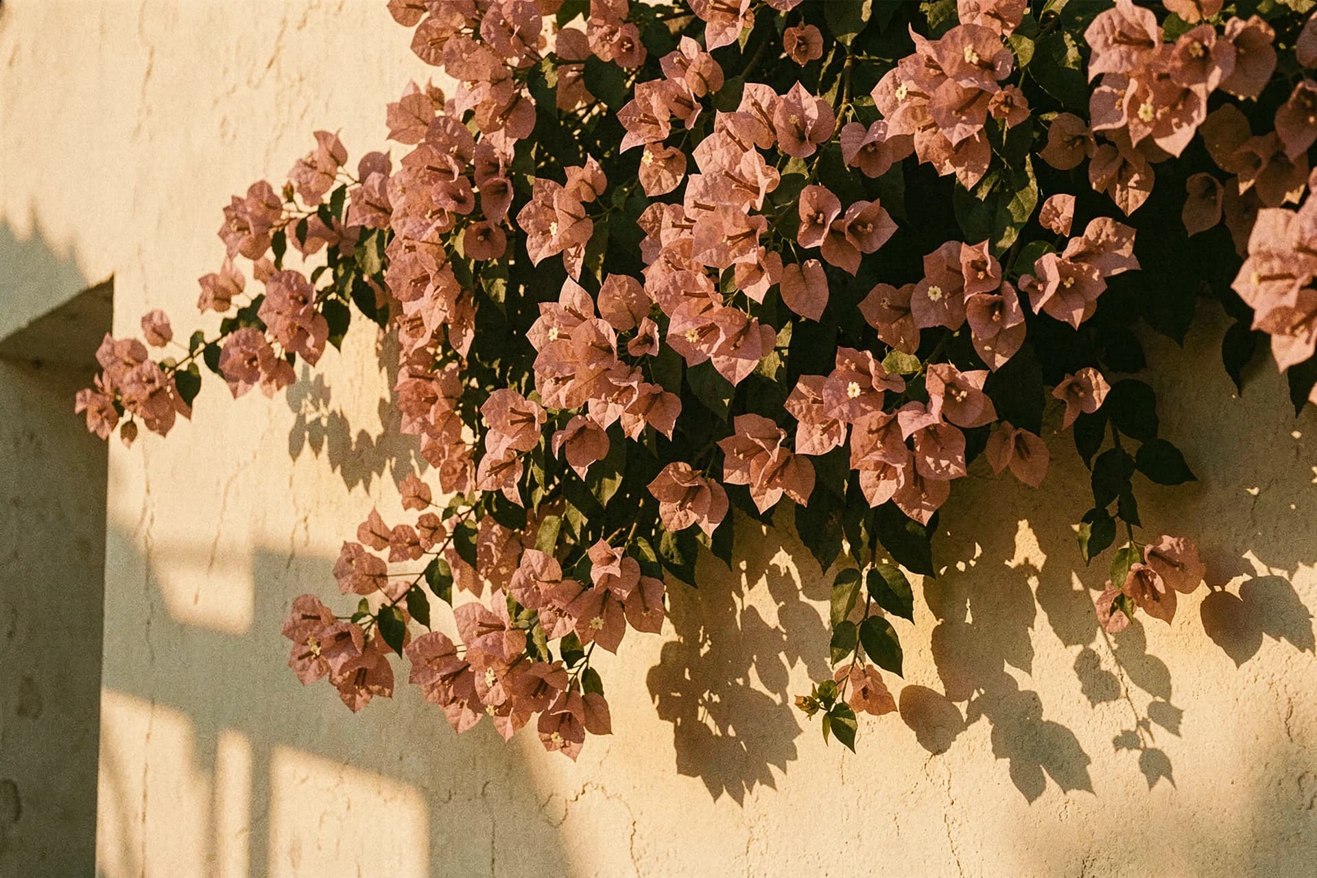 Bloeiende bougainvillea tegen een warme gekalkte muur