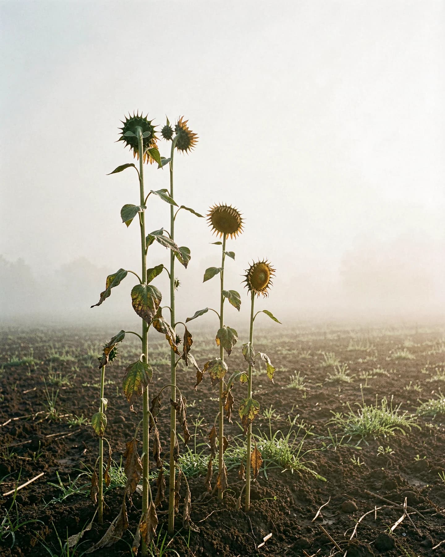 Hoge verdorde zonnebloemstengels in lichte ochtendnevel
