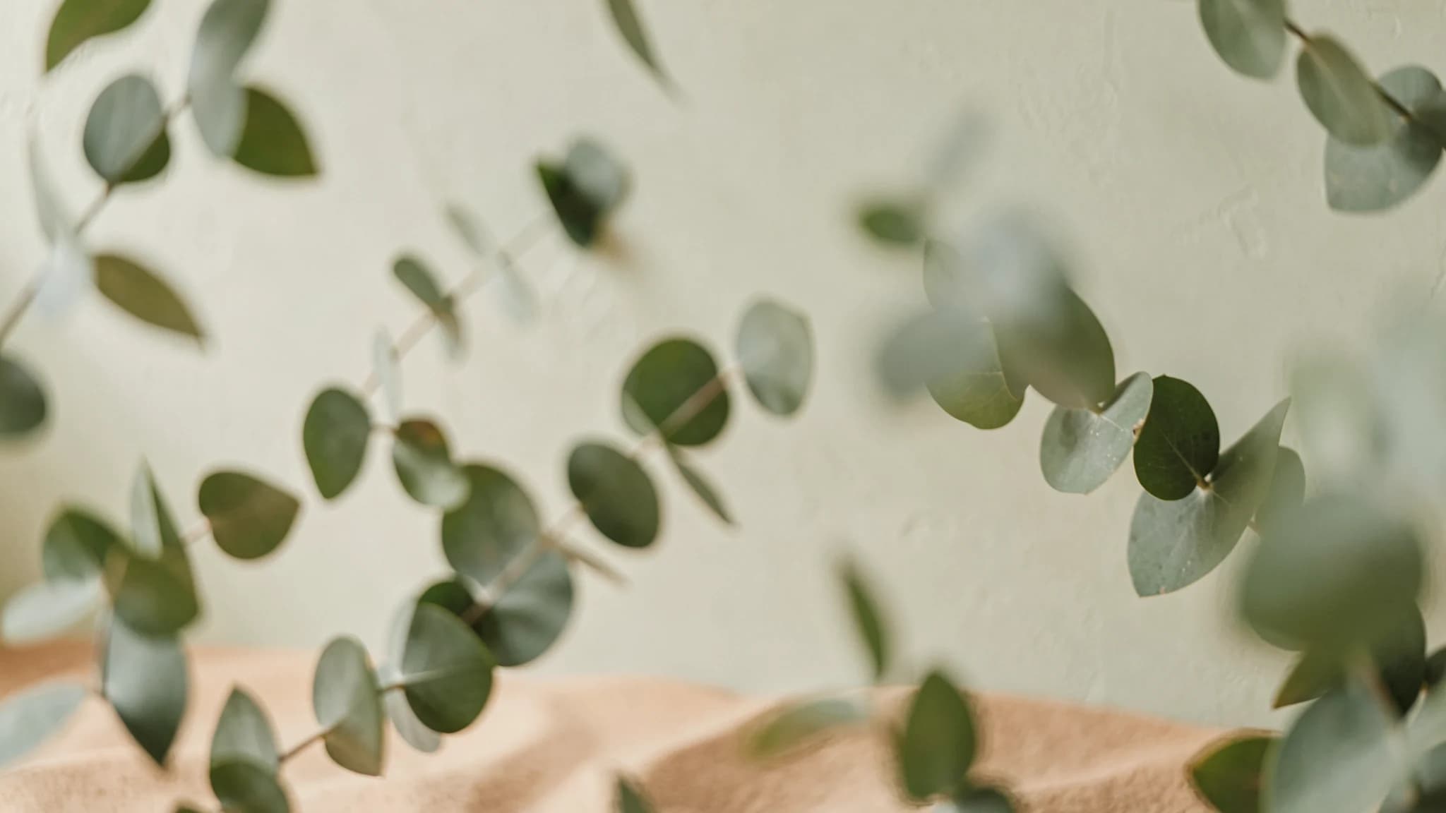 Onscherp eucalyptuskader in zachte gedempte groentinten